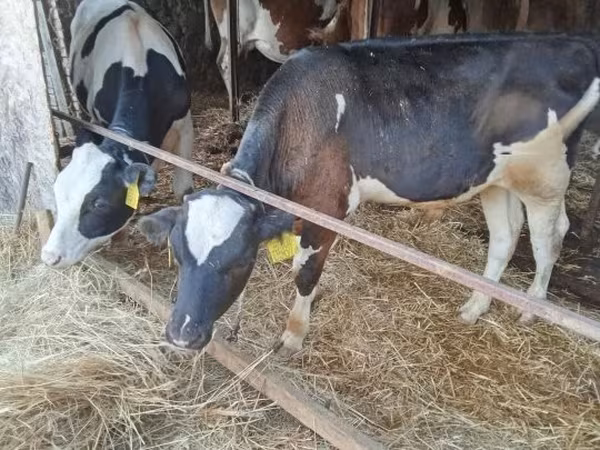 Byk, Simmental cattle — Węgry