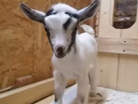 Koza, Australian Miniature goats — fotografija 2