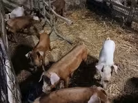 Cerdos (lote, sexo no especificado), Cerdos — foto 3