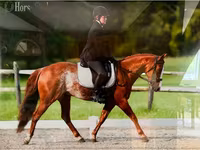 Pastuv, Quarter Horse — fotografija 3