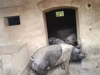 خنزير ذكر, الخنازير — الصورة 2