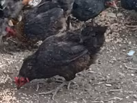 Chickens — photo 7