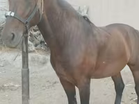 घोड़ा, Kyrgyz Horse — फ़ोटो 2