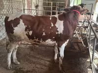 Bik, Ukrainian Red Pied Dairy cattle — fotografija 3