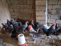 Chickens — fotografija 2