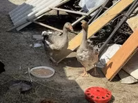 Geese — foto 4