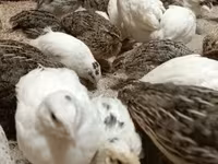 Quails — 照片 4