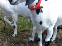 Koza, Nubian Goat — fotografija 5