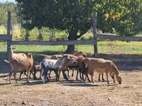 Ovan, Cameroon sheep — fotografija 2
