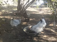 Slovenian Barred Hen — photo 5