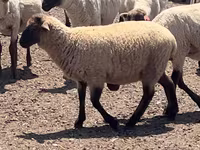 Ovan, Hampshire sheep — fotografija 3