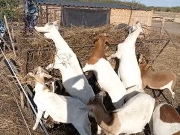 Ziege, Boer goat