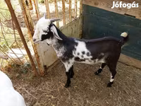 公山羊, Nubian Goat — 照片 1