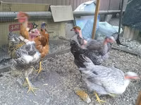 Chickens — photo 5