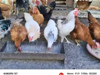 Chickens — फ़ोटो 3