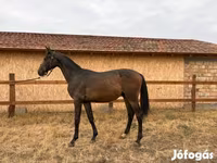 公马, Hungarian horse breed — 照片 2