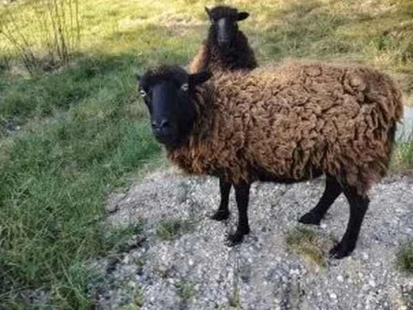 雌羊, Ouessant sheep
