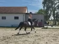 Koń, Konie — zdjęcie 4