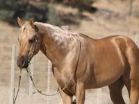 雄馬, Quarter Horse — 写真 5