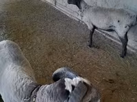 أغنام (دفعة، الجنس غير محدد), Merino sheep — الصورة 1