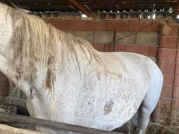 Jument, Chevaux