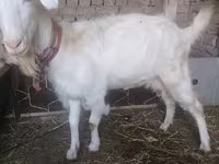 Chèvre, Russian White goat — photo 3