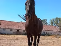 母马, Horses — 照片 5