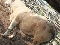 公牛, Simmental cattle — 照片 6