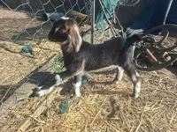 बकरी, Alpine goat — फ़ोटो 7
