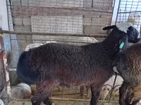 Widder, Blackheaded Persian sheep — Foto 3