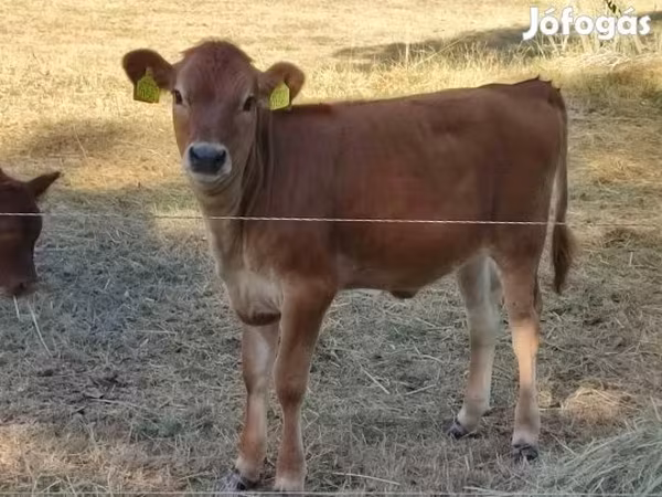 Krowa, Rasa jerseyjska