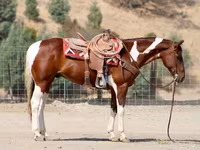Horse (M), American paint horse — photo 6