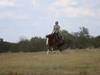 Koń, Quarter Horse — zdjęcie 5