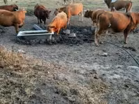 Krava, Simmental cattle — fotografija 1