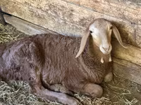 Ovca, Afghan Arabi sheep — fotografija 4