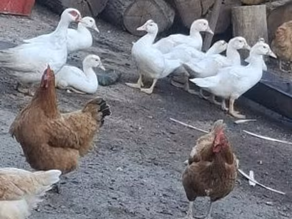 Ducks