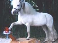 Kobila, Miniature horse — fotografija 8