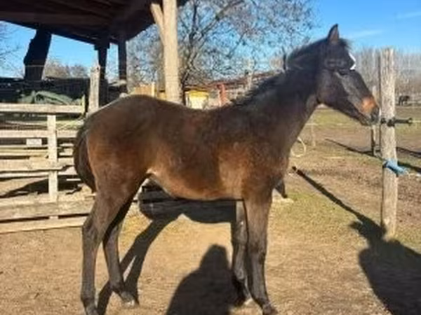 Cavalo, Hungarian horse breed
