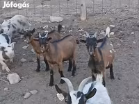 Cabro, Pomellata goat — foto 6