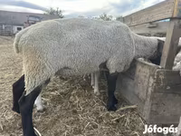 Ram, White Suffolk sheep — photo 2