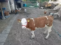 Vaca, Simmental cattle — foto 2