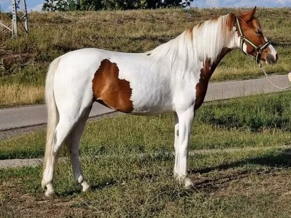 Caballo, Caballos