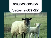 Ovan, Gorkov sheep — fotografija 1