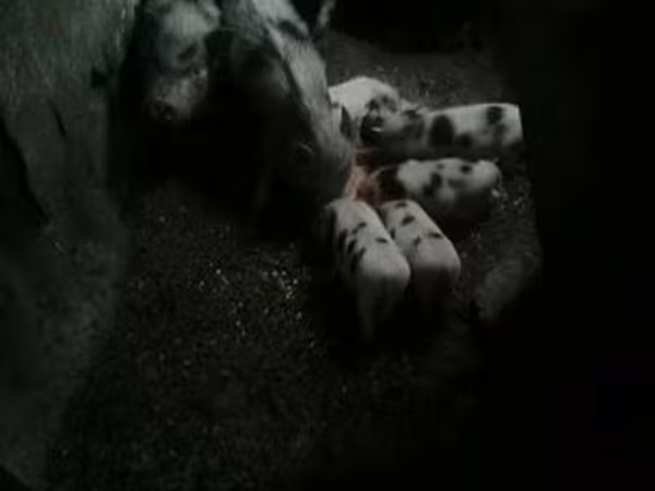 Verro, Американский мини-пиг
