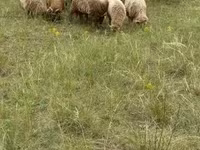 Қойлар (топ, жынысы көрсетілмеген), Racka sheep — 1-сурет