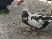 pato criollo doméstico — foto 3