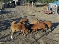 Қошқар, Cameroon sheep — 4-сурет