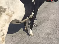 Сиыр, Russian Black pied cattle — 5-сурет