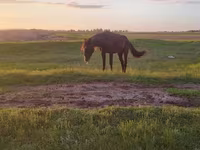 Égua, Kazakh horse — foto 3