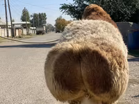 Qoç, Arashan sheep — foto 6